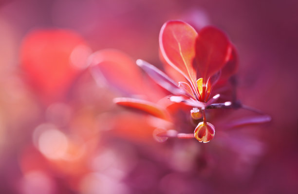 带有花的装饰性日本小檗的小枝的微距照片。图片下载