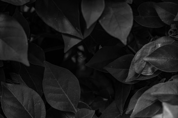 黑暗的单色照片的树叶上的灌木丛。图片下载