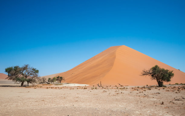 沙漠景观的照片，有沙丘、蓝天和荆棘树。图片下载