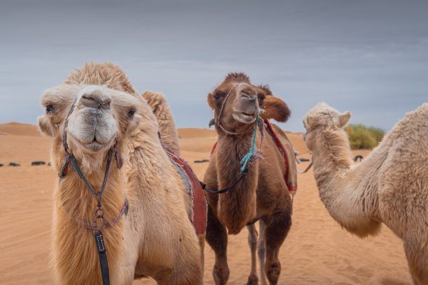 中国内蒙古沙漠中三只滑稽骆驼的特写图片下载