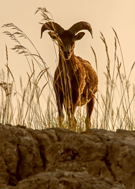 Muflón标本，卡索拉、塞古拉和拉斯维拉斯自然公园。图片下载