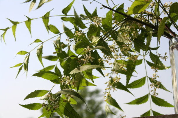 印楝或印度紫丁香(Azadirachta indica)花序，绿叶(图片来源:Sanjiv Shukla)图片下载