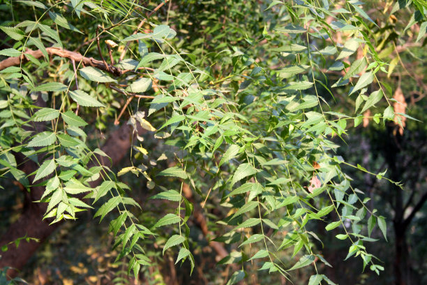 印楝或印度紫丁香(Azadirachta indica)花序，绿叶(图片来源:Sanjiv Shukla)图片下载