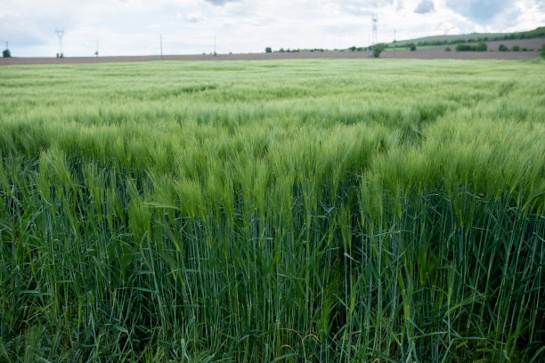 多云天的麦田。图片下载