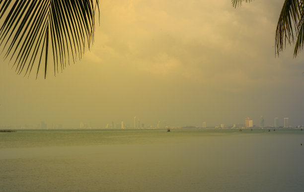 夕阳下的棕榈树图片下载