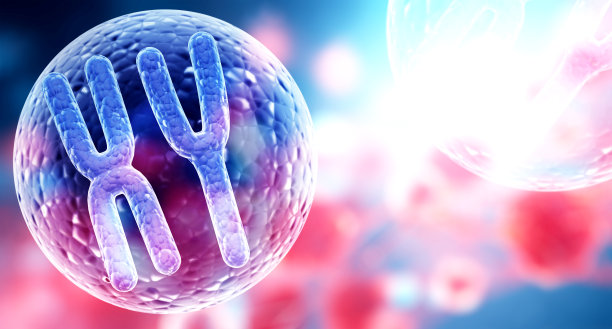 细胞中的X和Y染色体。基因工程，转基因生物，基因操作的概念。基因工程领域的高新技术。有文字复制空间的水平横幅。三维渲染图片下载