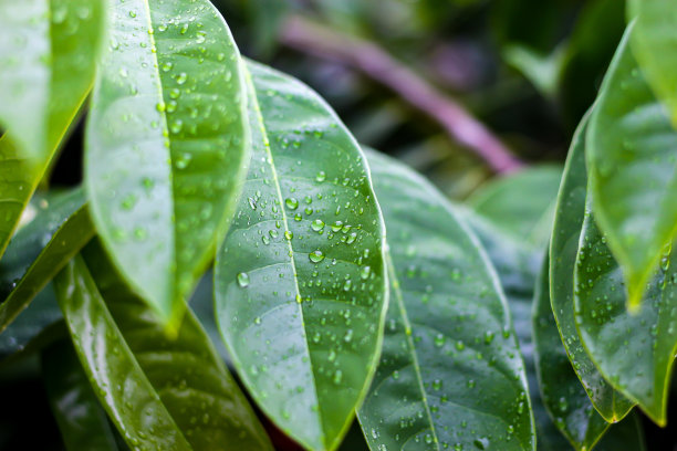 树叶上的雨，具有绿色背景下的雨的概念性质。图片下载