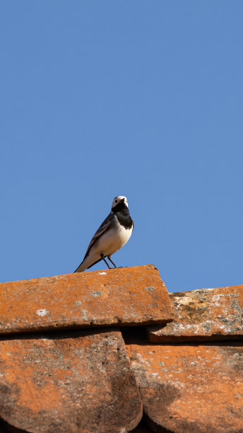 一只白色摇尾鸟栖息在屋顶上的垂直照片图片下载