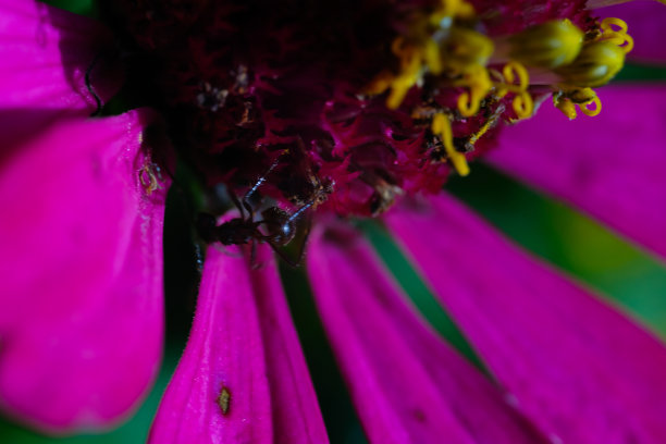 黑蚂蚁栖息在粉红色的花朵上图片下载