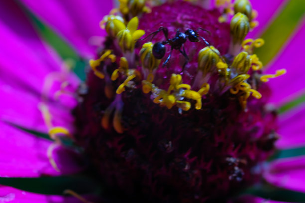 黑蚂蚁栖息在粉红色的花朵上图片下载
