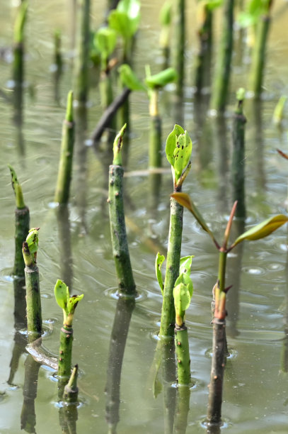 海岸上的红树林苗圃图片下载