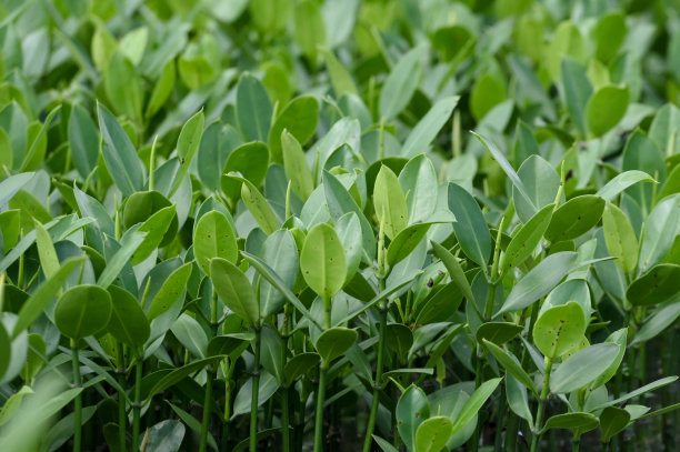 海岸上的红树林苗圃图片下载