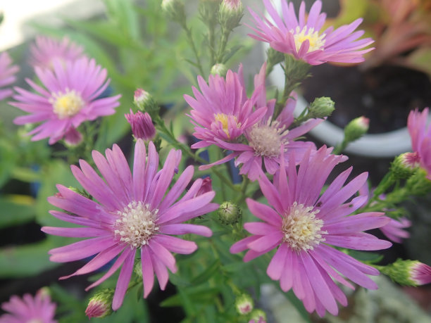 紫菀或紫菀花图片下载