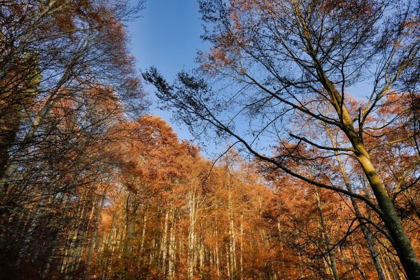 秋天的树木，照片作为背景，秋天的树叶在坎西格利奥，贝卢诺威尼托意大利图片下载