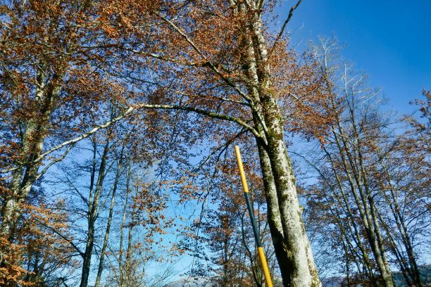森林中的树木，照片作为背景，秋天的树叶在坎西格利奥，贝卢诺威尼托意大利图片下载