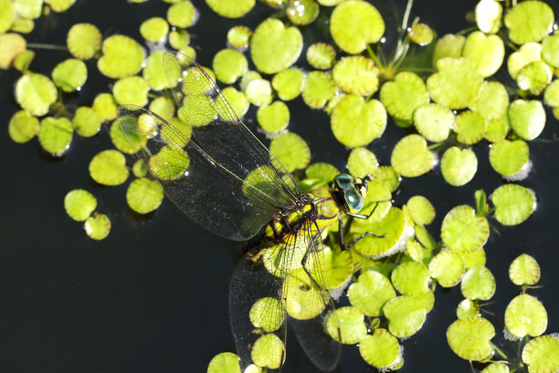日本黑斑蜻蜓(Anax nigrofasciatus)在漂浮在黑色水面上的亚马逊蛙坑的根部产卵(阳光特写微距照片)图片下载