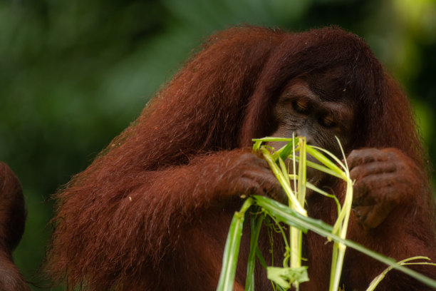 成年猩猩在考虑他是否应该吃草棒图片下载