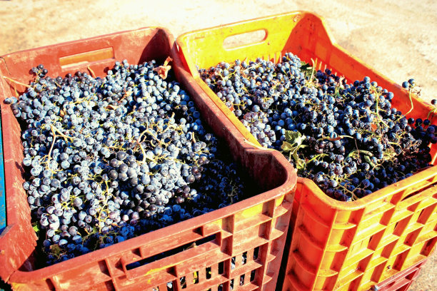 在希腊阿提卡的一家工厂里，葡萄被装在箱子里收获。图片下载