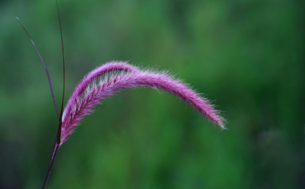 背景图片为树叶和绿色背景图片下载