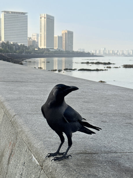 印度孟买，在海洋大道海堤上昂首阔步的黑色印度乌鸦(Corvus splendens)的特写照片，混凝土防御，海岸管理，c形长廊，装饰艺术建筑和摩天大楼的视野，重点放在前景上图片下载