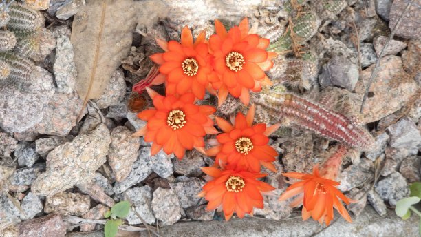 美丽的植物开花仙人掌的照片图片下载