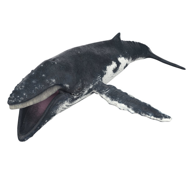 鲸鱼孤立图片下载