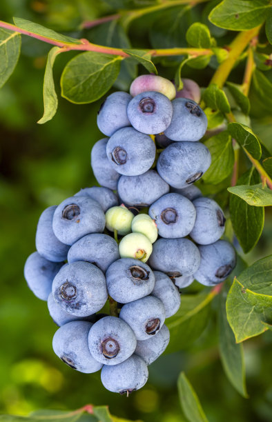 在土耳其伊兹密尔的收获季节，蓝莓农场的树上有一串成熟的水果。蓝莓采摘历史。图片下载