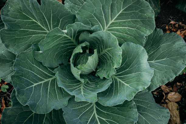 培育肥沃的卷心菜蔬菜;图片下载