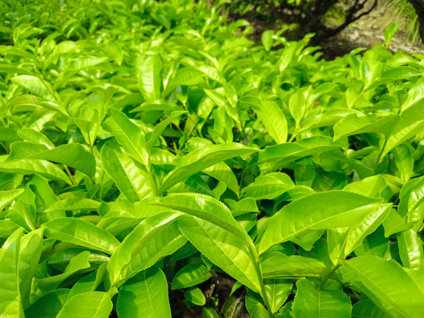 绿茶叶子的特写照片图片下载