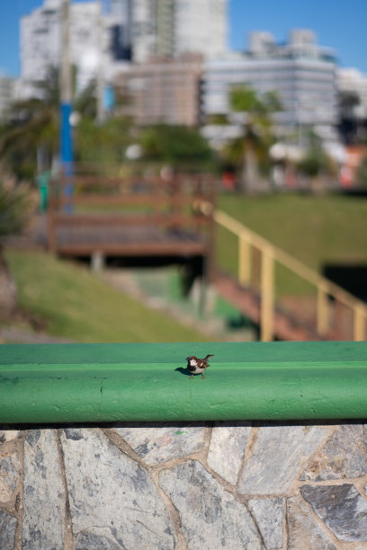 墙上的小鸟，有复制空间图片下载