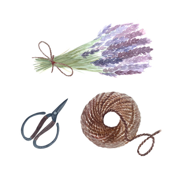 薰衣草束紫色的花用绳子绑在一起，剪刀和绳子隔离在白色上。手绘水彩画。高品质的艺术伟大的花，礼品店，卡片，爱好，工艺指南和草药图片下载