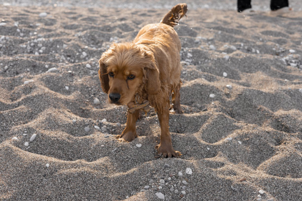 可卡犬在一个温泉的日子里沿着海滩玩耍和奔跑图片下载
