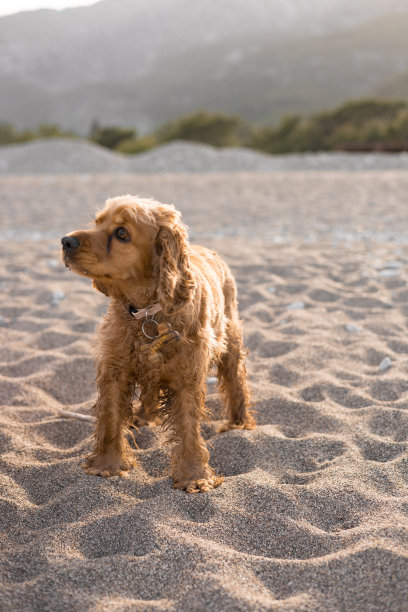 可卡犬在一个温泉的日子里沿着海滩玩耍和奔跑图片下载