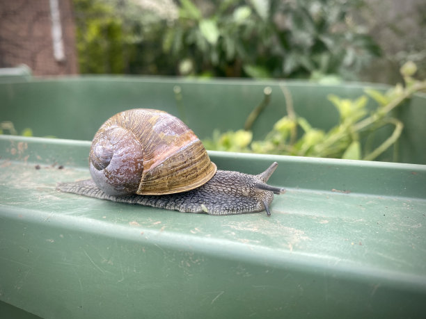 大蜗牛靠近花园垃圾桶的边缘。图片下载