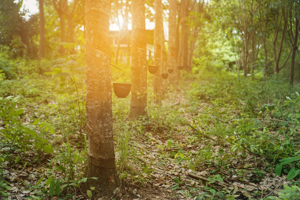 橡胶树在支撑容器中流下来的乳胶图片下载