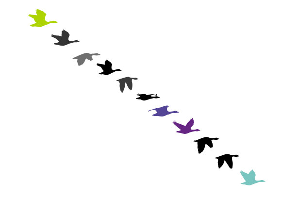 会飞的鸭子。天然病媒鸟类。白色bacgrund。图片下载