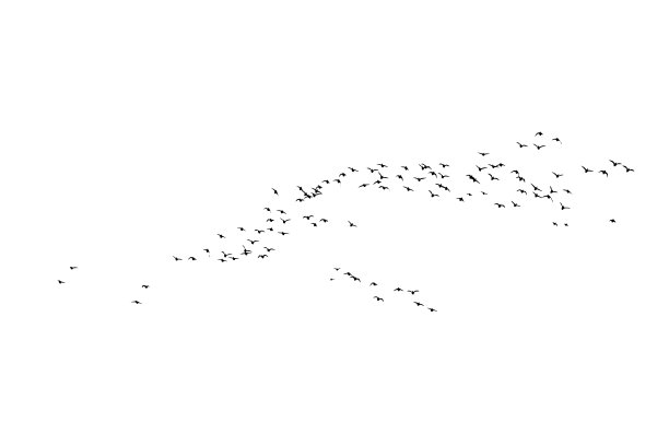 鸟儿在自然景观中飞翔。向量鸟类。白色背景。图片下载