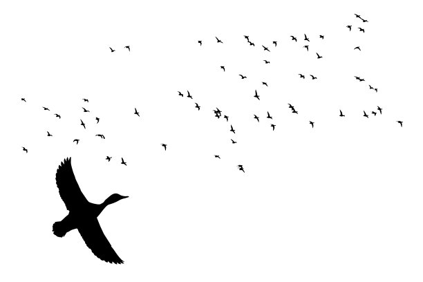 鸟儿在自然景观中飞翔。向量鸟类。白色背景。图片下载