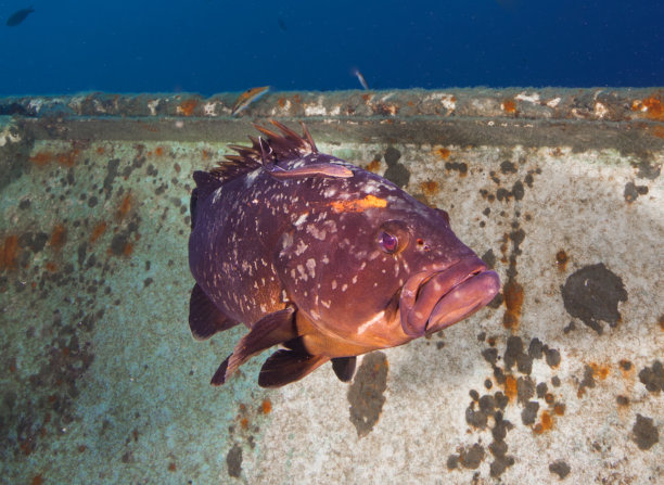 深色地中海石斑鱼图片下载