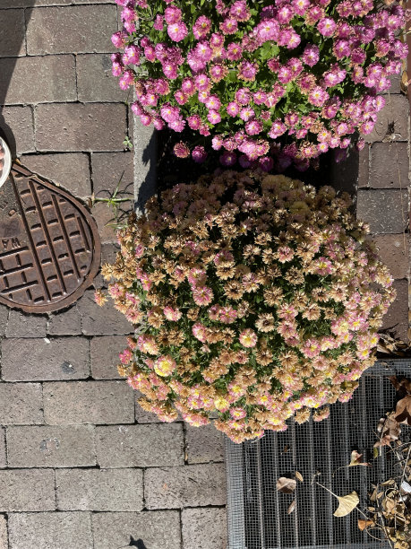 花，菊花，云，天空，玫瑰图片下载