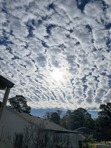 花，菊花，云，天空，玫瑰图片下载