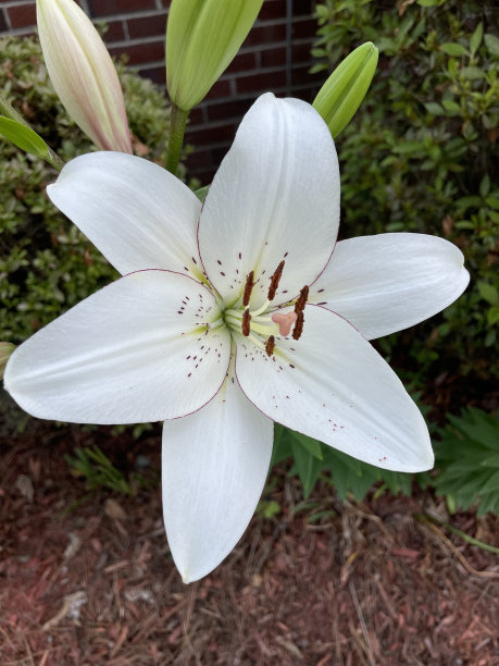 花，菊花，云，天空，玫瑰图片下载