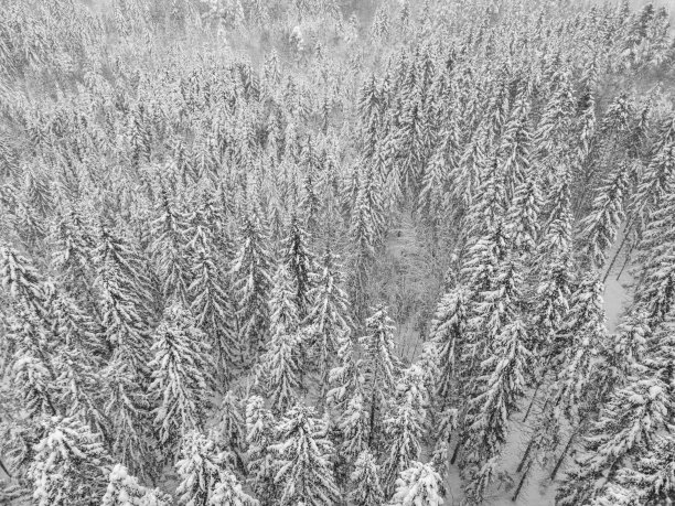 鸟瞰白雪覆盖的白色森林和冰冻的树木在寒冷的冬天。冬季茂密的野生林地。无人驾驶飞机的照片。图片下载