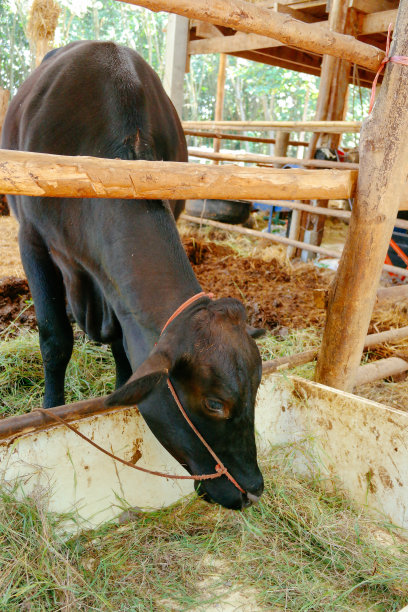 泰国养殖动物图片下载