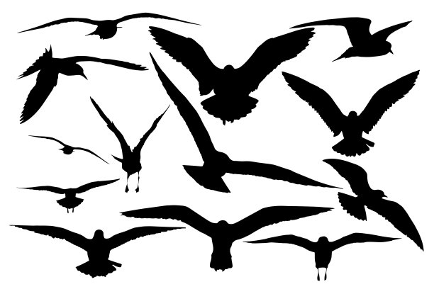 飞翔的海鸥。矢量图像。白色背景。图片下载