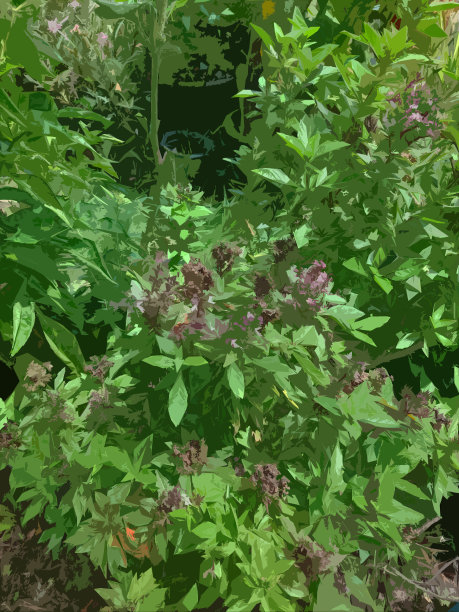 泰国甜罗勒有机后院种植的现实摄影，泰国郊区后院。图片下载