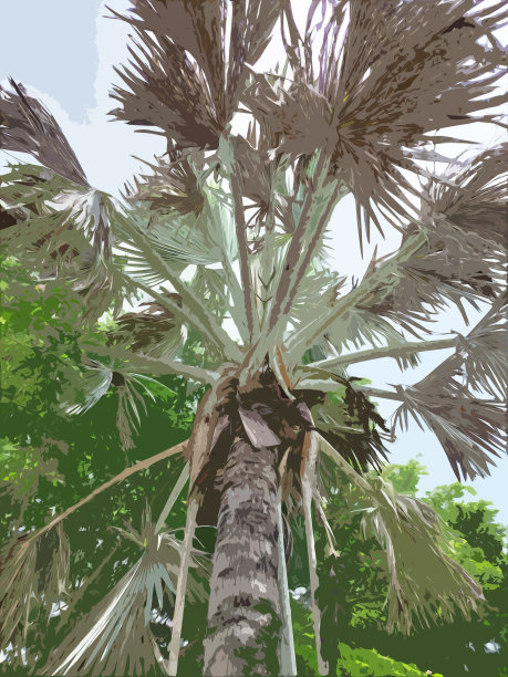 一棵古老而干燥的俾斯麦棕榈树的现实摄影，泰国郊区的后院。图片下载