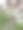 一棵古老而干燥的俾斯麦棕榈树的现实摄影，泰国郊区的后院。图片下载