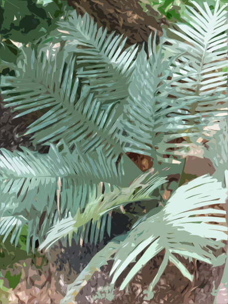 泰国郊区后院种植苏铁的现实摄影。图片下载