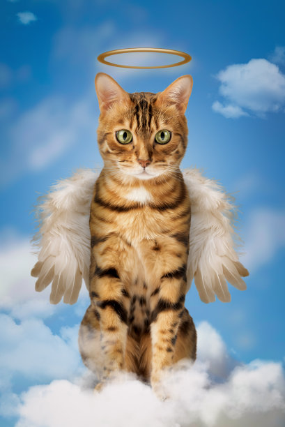 一只可爱的孟加拉猫，带着翅膀和光环图片下载